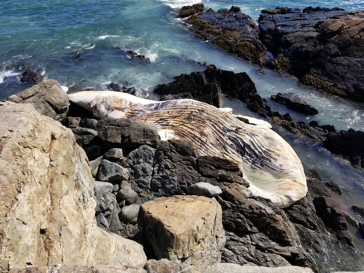 Boston_Light's tweet image. Wow! What smelly whale!