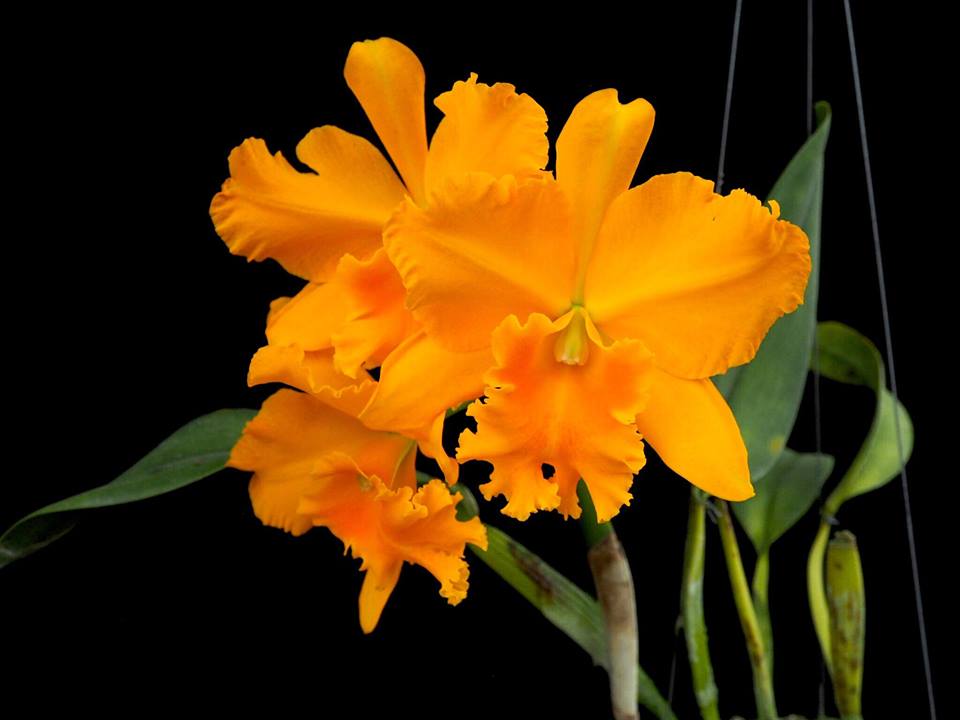 How much yellow is too much yellow? You decide. Meanwhile here's the Rlc. Haw Yuan Gold 'O-2' FCC/RHS AM/AOS. #orchid #flower #hybrid.