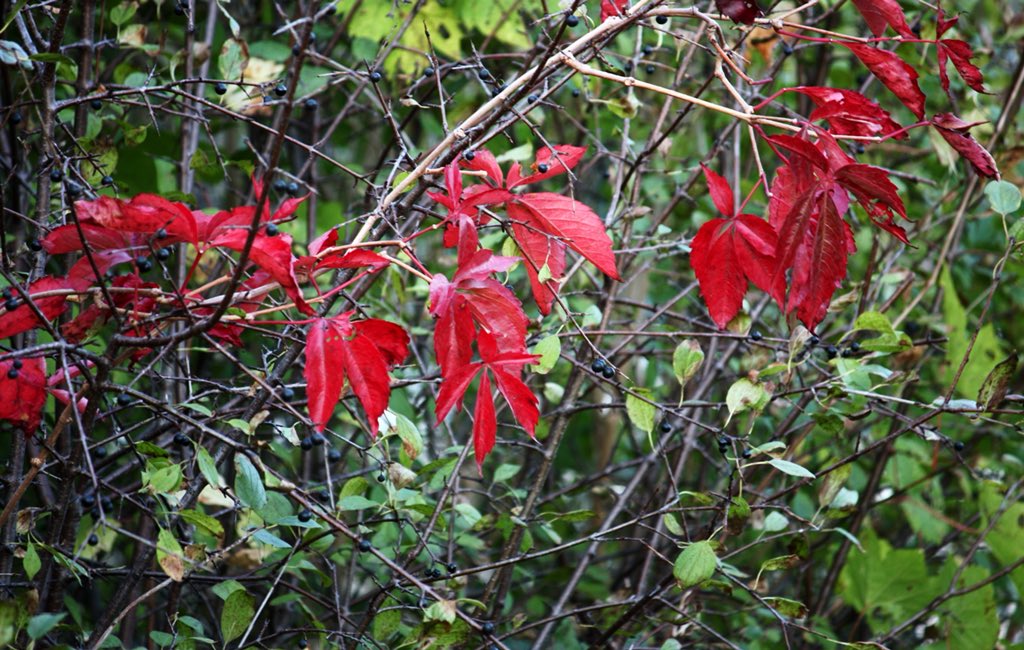 MikeWil32606343's tweet photo. Second stop brought me back to #londonont and the #westministerponds #hikingadventures #trails was a gorgeous cool nite for a walk #getoutside #wanderingweekends #shareyourhappy #ShareYourWeather #fallcolours #fall #photography https://t.co/gM8WPWszzz