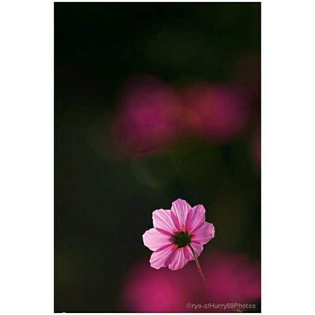 hurry69's tweet photo. #バックシャン な #コスモス
#cosmos #flowerphotography #flower #transmittedlight #こすもす #秋桜 #花の写真 #花 #透過光 #写真好きな人と繋がりたい #写真を撮るのが好きな人と繋がりたい #ファインダー越しの私の世界 #pentax #k10d https://t.co/in0tC2ctc4