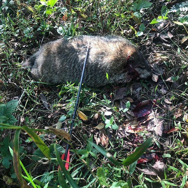 sheldon_landis's tweet photo. Sometimes you do a little #varmint control when your #deerhunting.. https://t.co/tAVrXR875F https://t.co/COyRO9kuNb