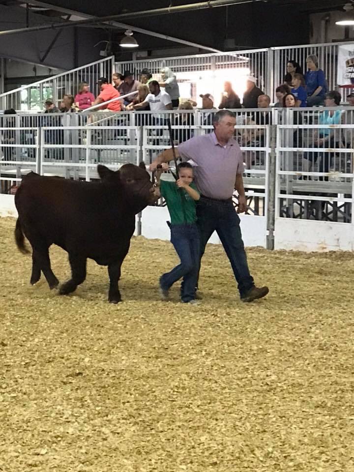 taylor_tren's tweet photo. Super proud big sister moment.  Taryn has now had a division champion bull,which may not be a lot to some, but for a 9 year old, it’s like winning the State basketball tournament https://t.co/kmokWhQwcm