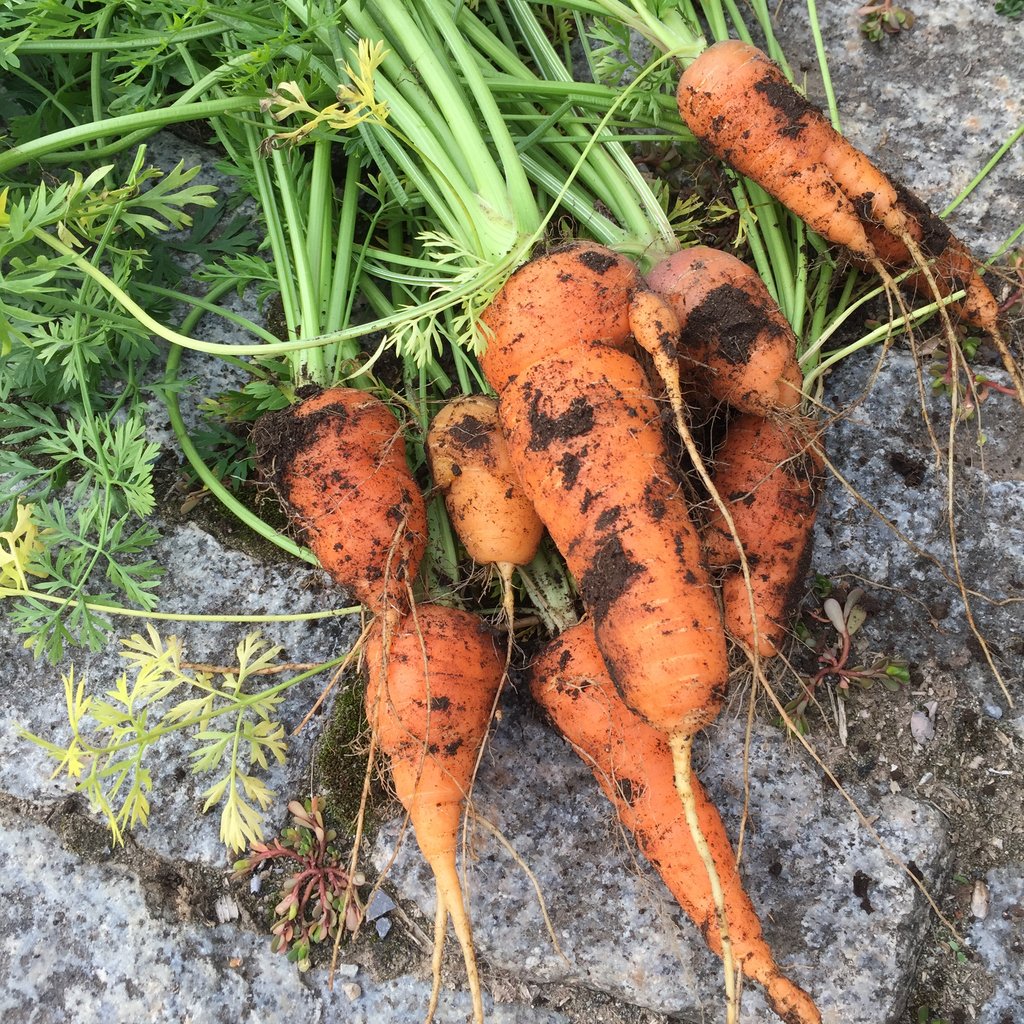 Pulling carrots is such a mysterious process. You really never know what you're going to get. Long, short, straight, curvy, fingered. A sweet mystery. 

#growoya #groweasy #oya #olla