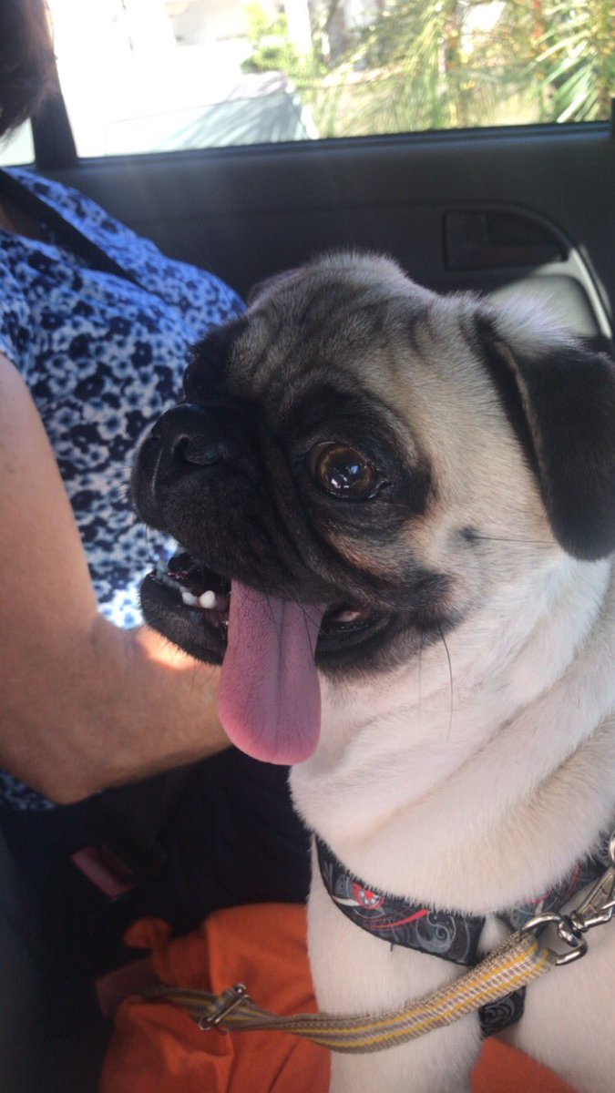 SEQUESTRARAM O JOTAPEG. Me ajudem pelo amor de Deus.
Corsa Hatch, prata. Placa fria. Bateram na hora de fugir.
Qualquer info 99691-6200
Foi nas imediações do Setor Bela Vista, Goiânia.
#RTdaAmizade