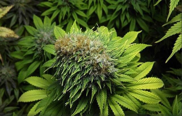 cannafacts1's tweet photo. Marihuana poliploide: es una mutación genética, los cogollos son muy grandes y la cantidad de hojas también se modifica. Es pura suerte tener una planta con esta mutación tan linda. #cannabisfacts https://t.co/EcpeF9e6Bu