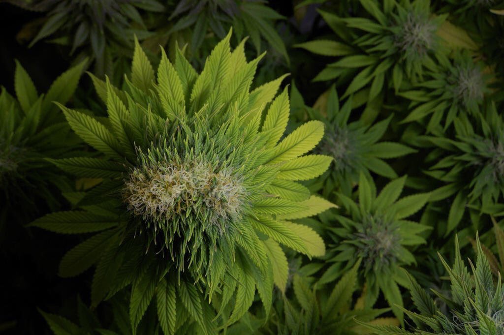 cannafacts1's tweet photo. Marihuana poliploide: es una mutación genética, los cogollos son muy grandes y la cantidad de hojas también se modifica. Es pura suerte tener una planta con esta mutación tan linda. #cannabisfacts https://t.co/EcpeF9e6Bu