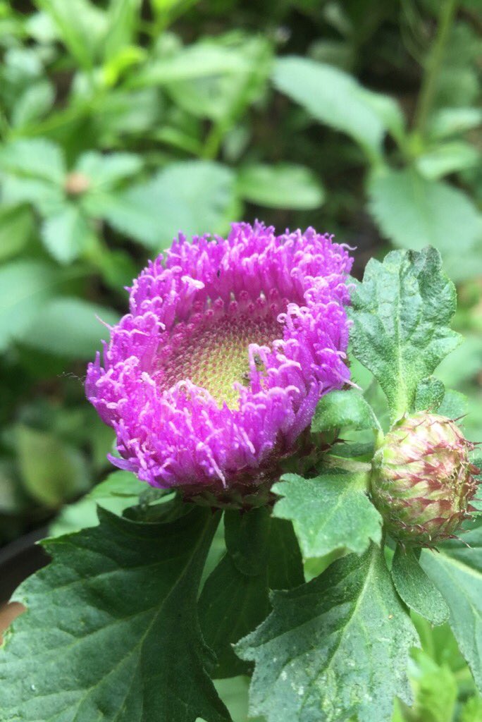 tanemaker's tweet photo. おはようございます。リンゴアザミの花が咲きました。これ種が取れるのかしら？ https://t.co/cwt5LVrvnS