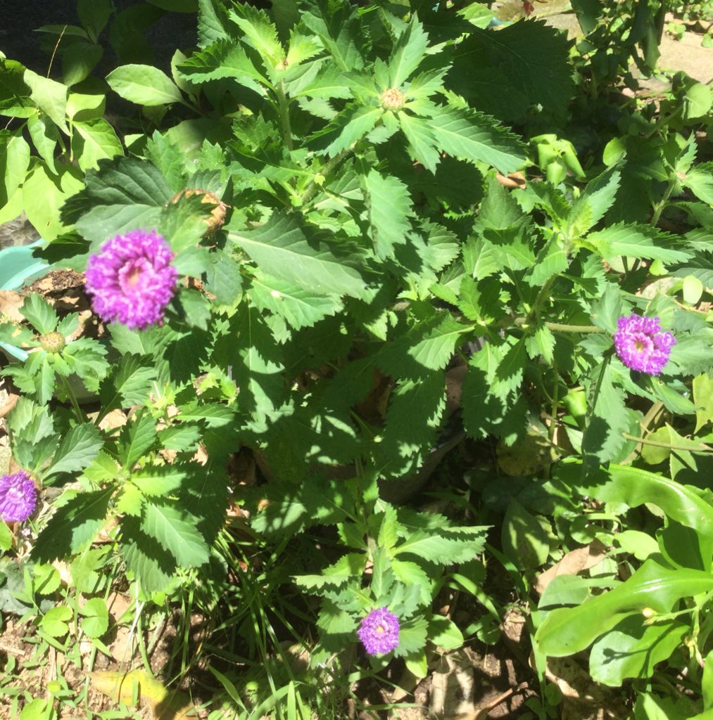 tanemaker's tweet photo. おはようございます。リンゴアザミの花が咲きました。これ種が取れるのかしら？ https://t.co/cwt5LVrvnS