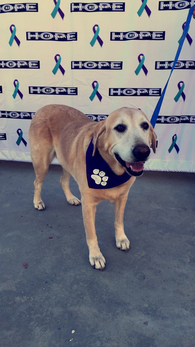 HopeCrisis's tweet photo. This week we kicked off October’s Domestic Violence Awareness Month! It was a beautiful day and the popcorn was delicious! Thank you to all those that stopped by and brought their dogs. Everyone deserves a safe and loving home!! #DogsagainstDV #DVAM 💜🐶🐾 https://t.co/KLJa7Lz9Td