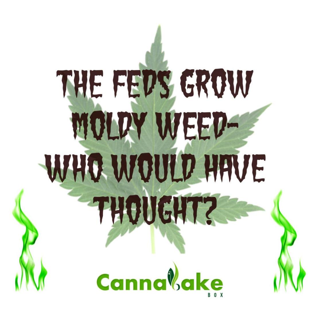 cannabakebox's tweet photo. The Feds Grow Moldy Weed- Who Would Have Thought? – CannaBake Box https://t.co/kLNqAp1KkI #CannabisCulture #NotDank https://t.co/EOMMelrcNH