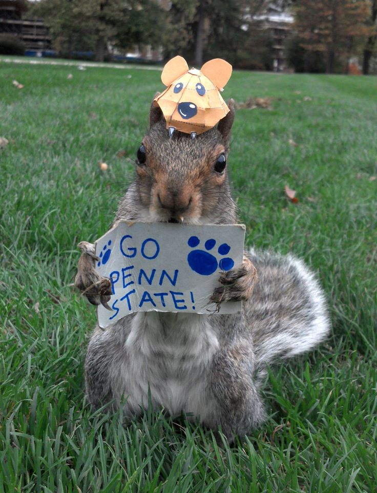 SneezySquirrel's tweet photo. @KirkHerbstreit @CollegeGameDay The Penn State Squirrels are hungry for Buckeyes tonight! 

(And yes, this is a live, authentic PSU campus squirrel. They're friendly around here). https://t.co/H4eEHZoadV