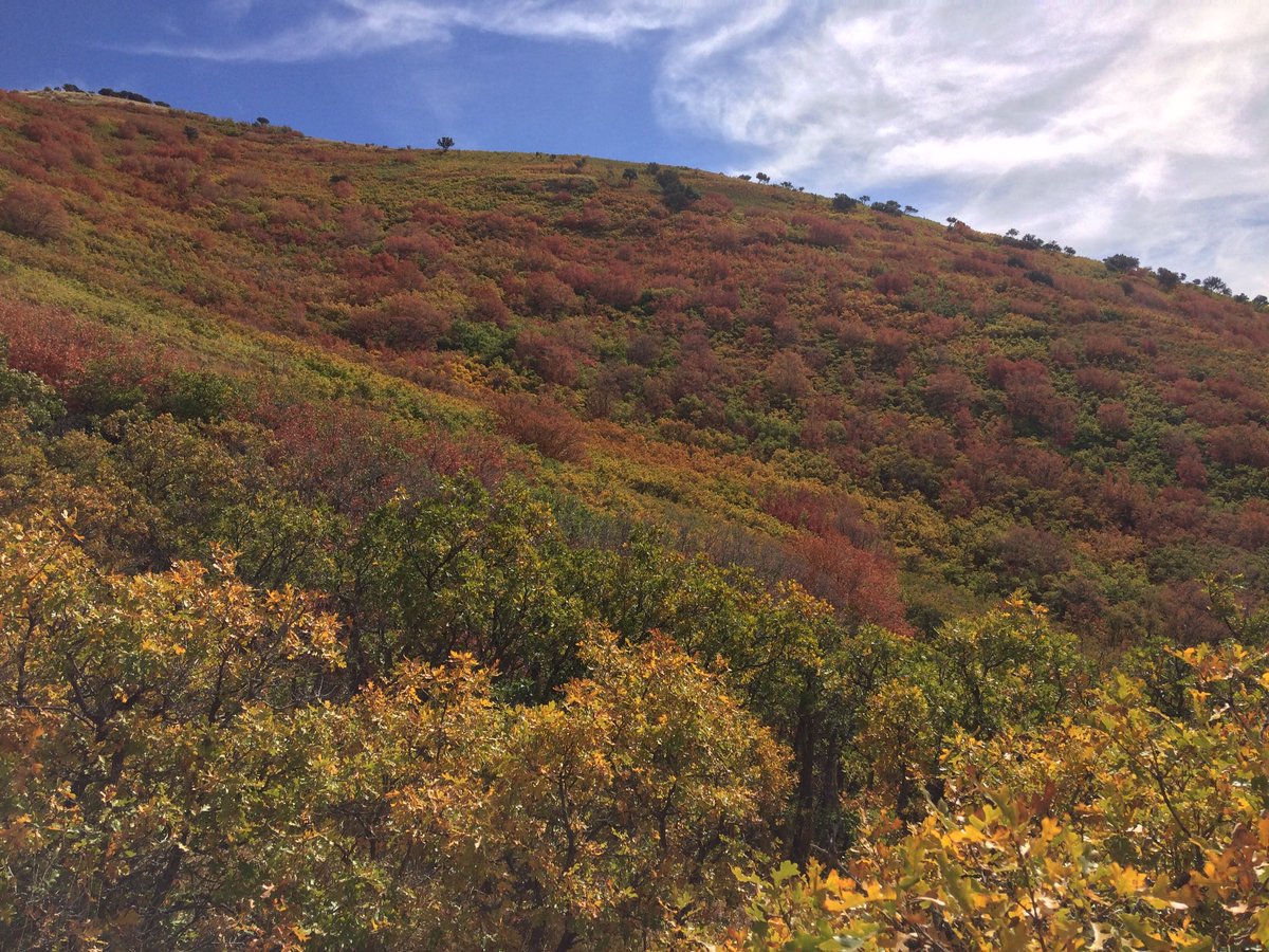 Alex_or_Allen's tweet photo. Hike up to Mount Wire and down the Living Room Trail #SaltLakeCity #Utah #hiking  #fallcolors https://t.co/y7V7JALB9z
