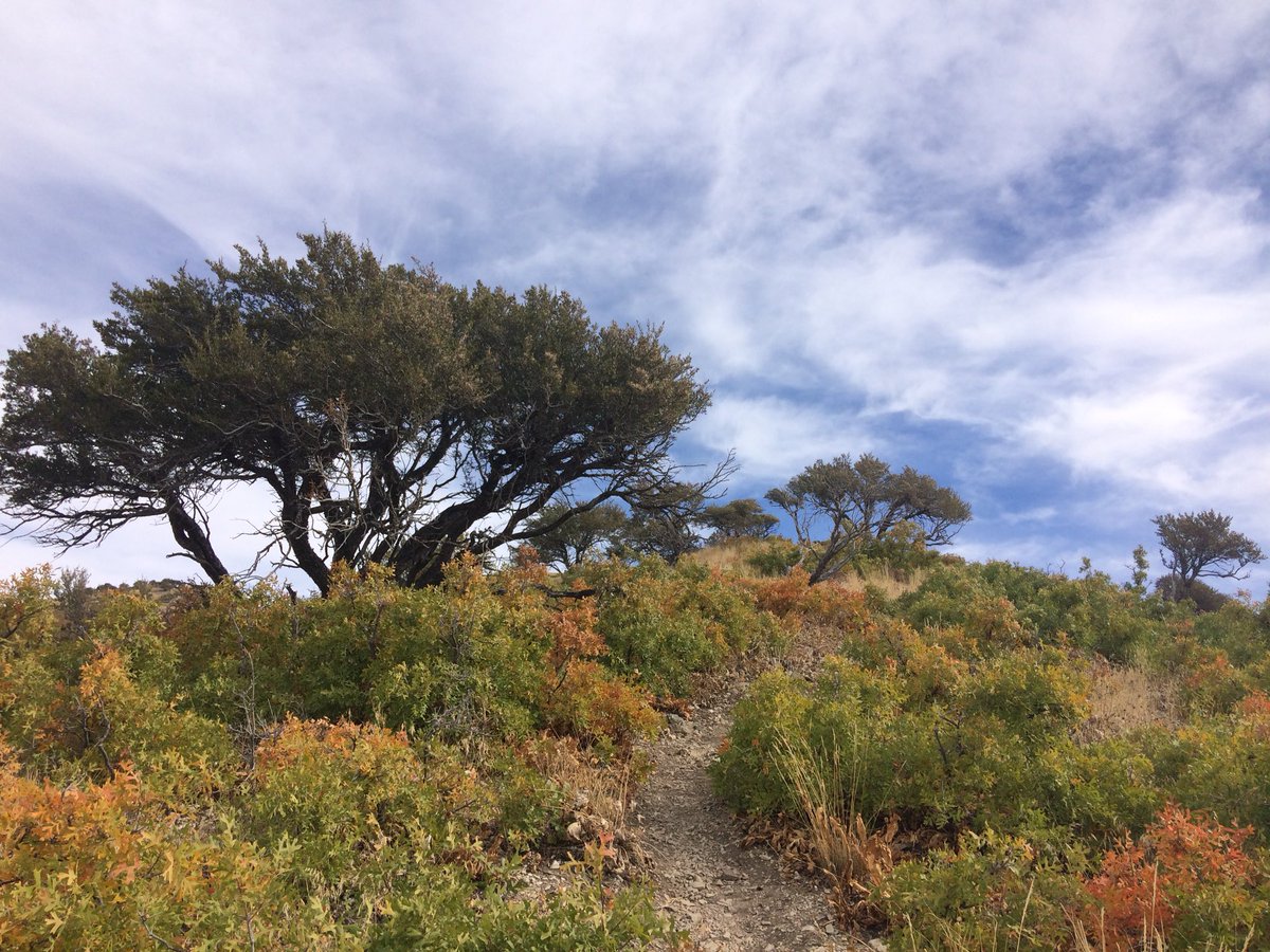 Alex_or_Allen's tweet photo. Hike up to Mount Wire and down the Living Room Trail #SaltLakeCity #Utah #hiking  #fallcolors https://t.co/y7V7JALB9z