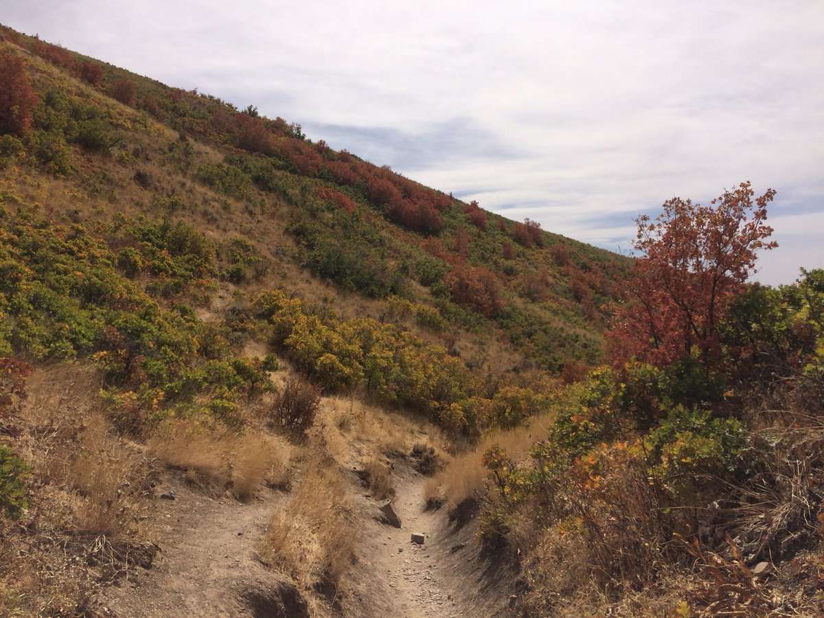 Alex_or_Allen's tweet photo. Hike up to Mount Wire and down the Living Room Trail #SaltLakeCity #Utah #hiking  #fallcolors https://t.co/y7V7JALB9z