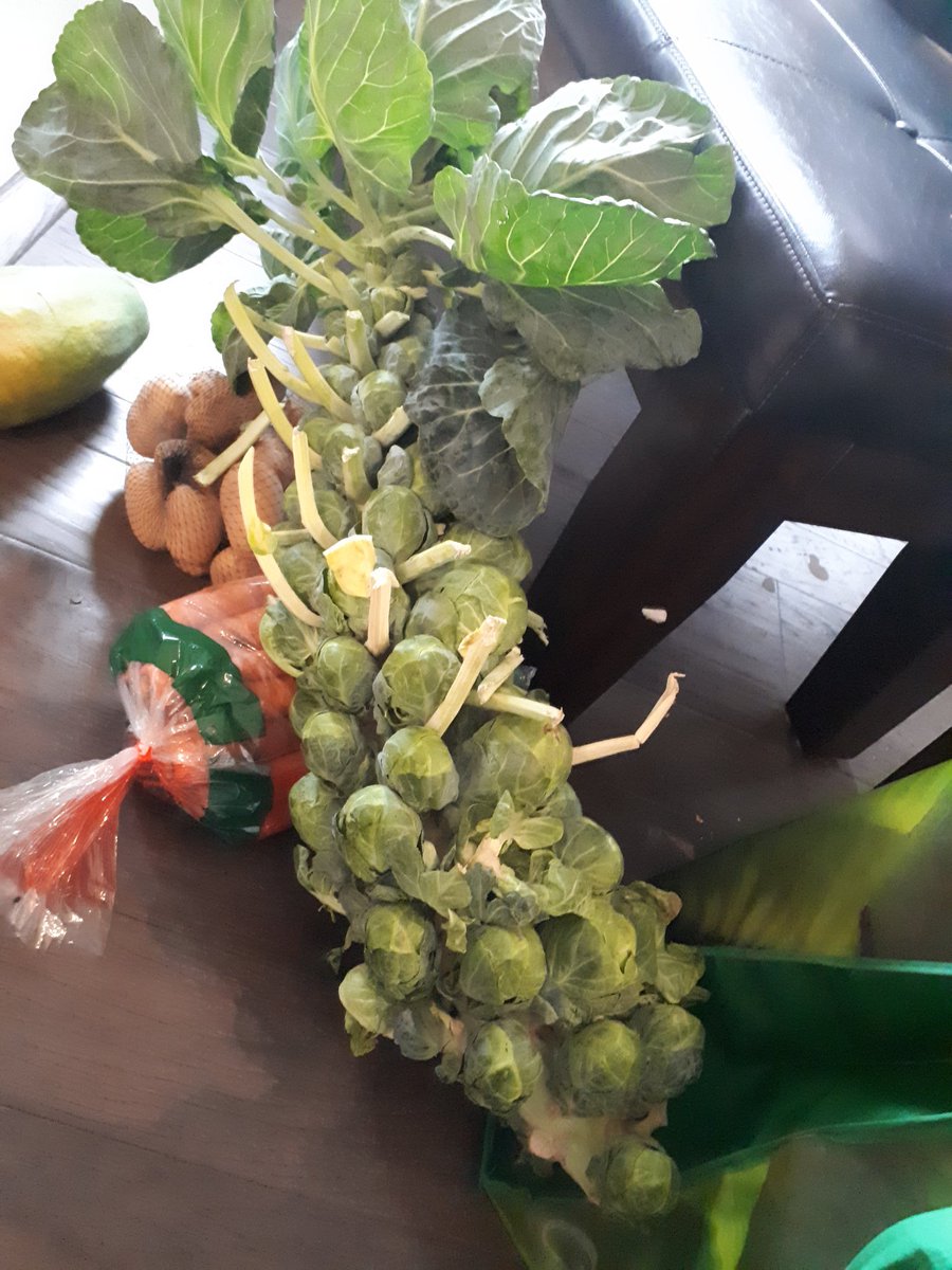 Schmootensock's tweet photo. Call me what you will, this Brussel is absolutely fantastic. (@ExudetteRootly amirite?) I've nick-named it Brussel Wilson, since it's way too big to not have a nickname. #veggiesarecool https://t.co/4cboqERuYP