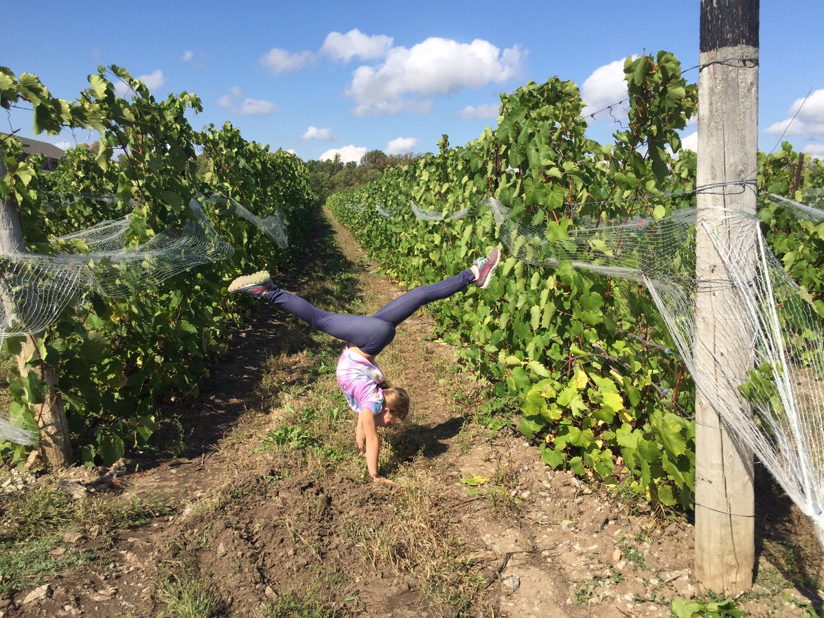 EAdamsPolicy's tweet photo. 4th year helping @SandbanksWinery with their #harvest! #familytraditions #wine #DiscoverON #ExploreCanada  #visithecounty #thecounty #princeedwardcounty #sandbanks https://t.co/vOVetE5398