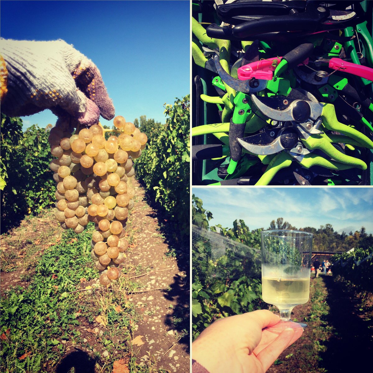 EAdamsPolicy's tweet photo. 4th year helping @SandbanksWinery with their #harvest! #familytraditions #wine #DiscoverON #ExploreCanada  #visithecounty #thecounty #princeedwardcounty #sandbanks https://t.co/vOVetE5398