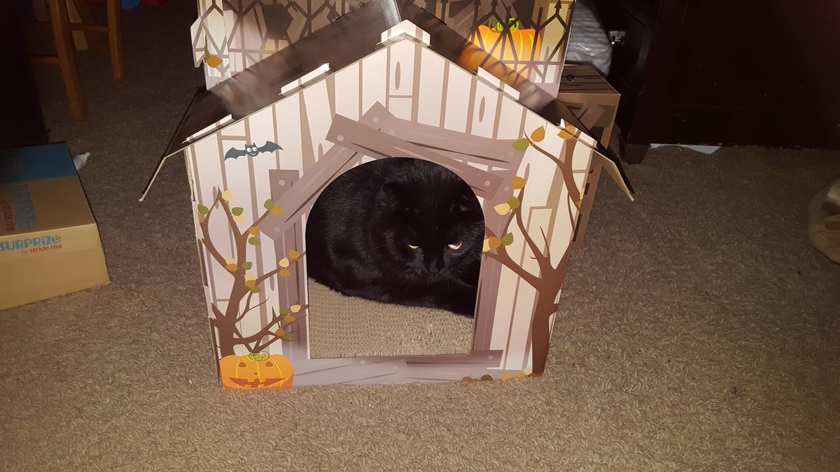 KodlakKitten's tweet photo. Mom got me a new play house! https://t.co/jAJy1FTgne
