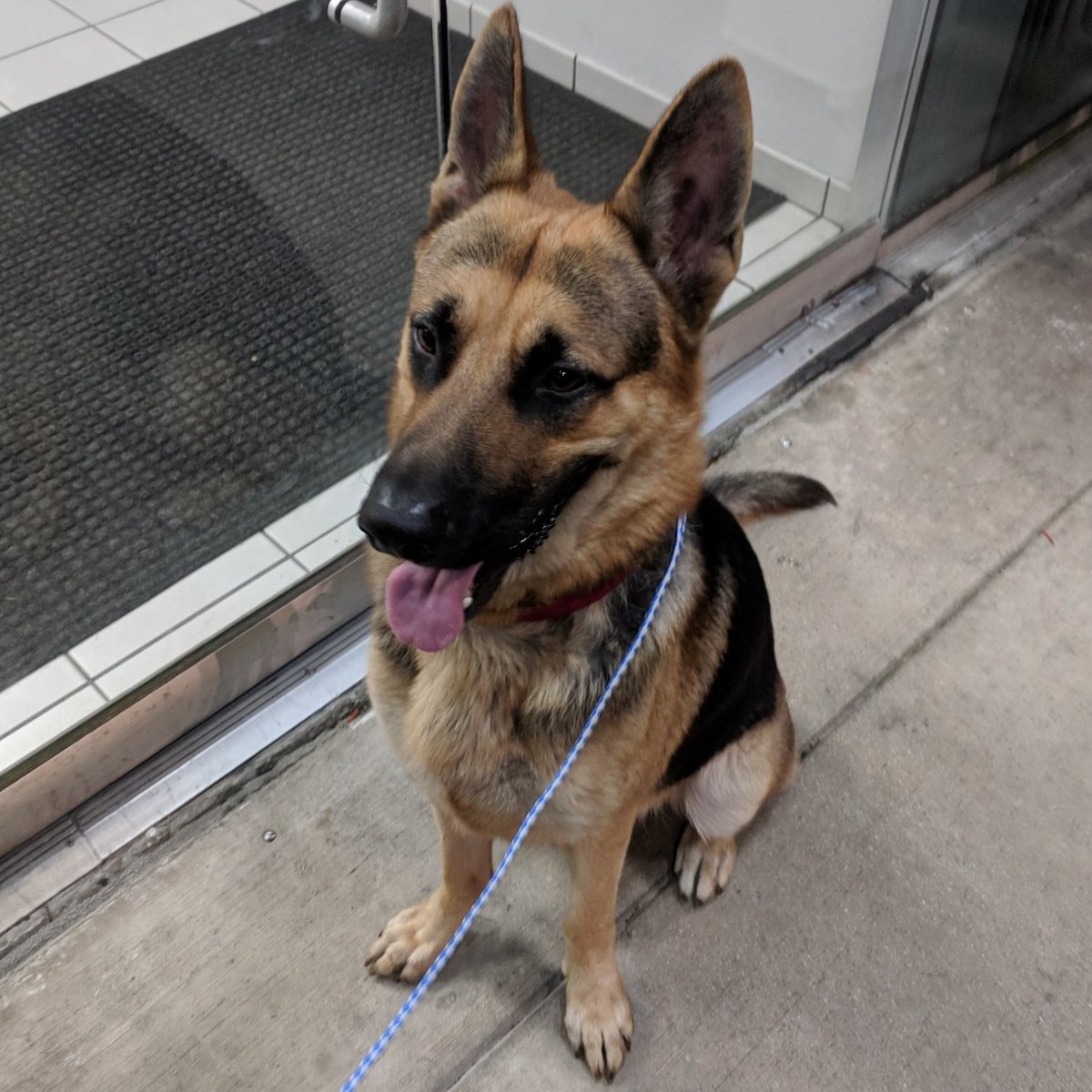 poochesinpines's tweet photo. This handsome boy was #found near 6800 Pines Boulevard, #PembrokePines. No tag or #microchip. Please share him to help us get him home. (Case #18-062509) #lostdog #lost #founddog #lostdogsbroward #lostdogspembrokepines #germanshepherd #shepherd #shepherdsoftwitter #lostshepherd https://t.co/rumSyexWwD