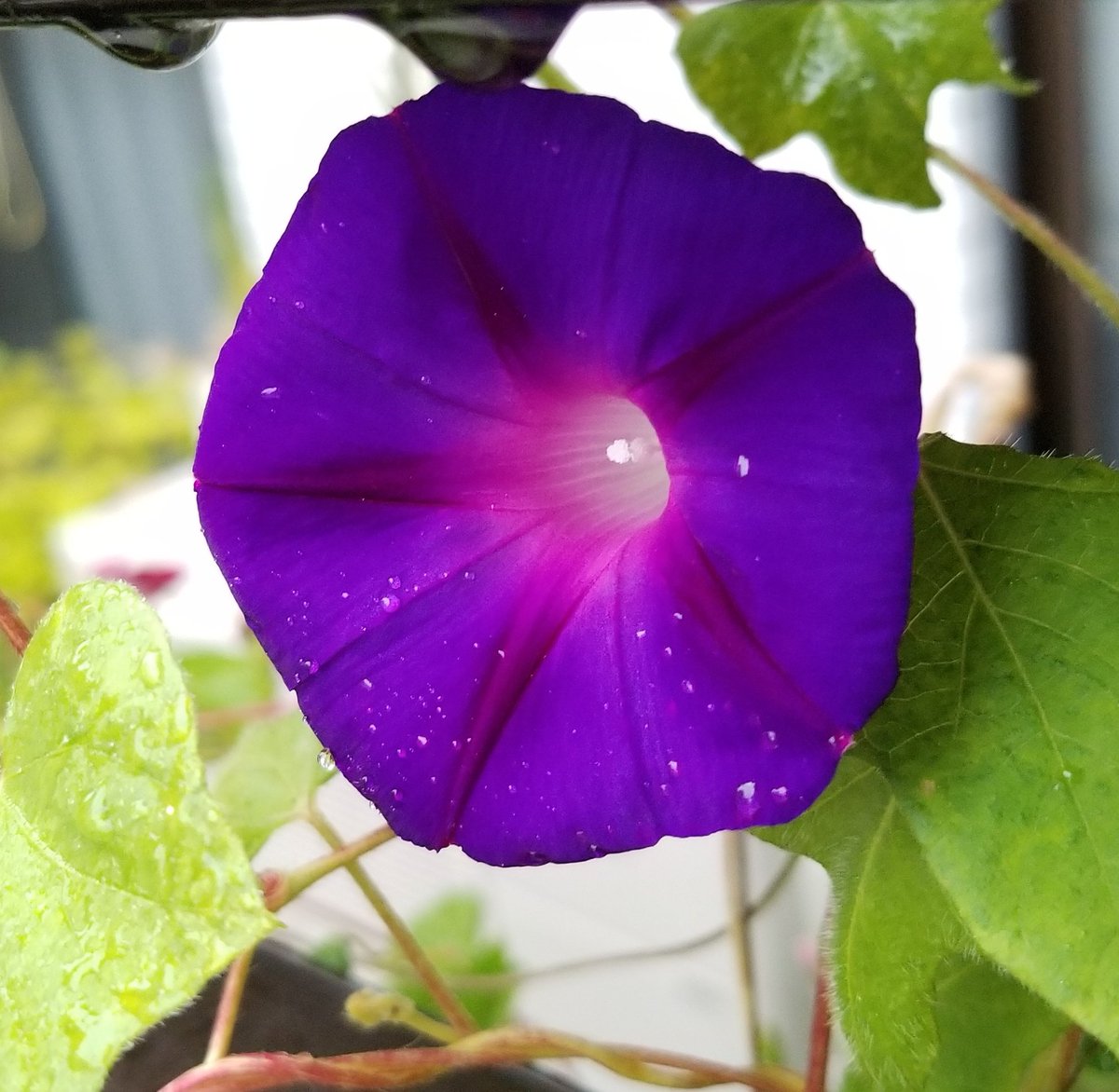 中城直樹 朝顔日記 紫の丸葉朝顔が綺麗です 咲きそうてで咲かなかった大きなつぼみは咲かなかった 朝顔日記 朝顔観察 丸葉朝顔 朝顔団十郎 Morningglory Flower Flowers T Co Quum2fgihm T Co Gdr6vieuce
