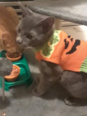Sirens_ggs's tweet photo. This is my kitty. His name is Winston. He is now a pumpkin. (Also my cat ham in the background being rude and stuffing his face during picture time.) #WinstonOW #HalloweenKitten #PrimalPumpkin https://t.co/bERXyVrGdt
