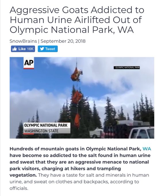 In other news: Soul repeatedly reincarnates as rare piss-addicted goat tribe until finding its ideal