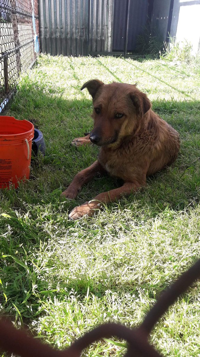 mebolcomba's tweet photo. MIGUITA🐩 APARECIÓ EN UN BARRIO DE GRAL RODRÍGUEZ  EN DICIEMBRE
NADIE LA QUIERE😔
VIVE EN LAS PEORES CONDICIONES SALE A BUSCAR COMIDA LLENA DE PULGAS GARRAPATAS  LASTIMADA Y YA LA GOLPEÓ UN AUTO😣
LA RESCATARON PARA CASTRARLA Y VUELVE A LA CALLE😭
TRANSITO/ADOPCIÓN 🙏
1121597546 https://t.co/Dup2oyym7m