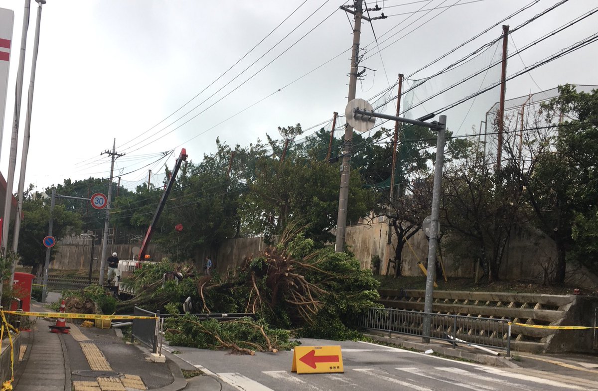kyot's tweet photo. 台風が過ぎたので近所のパトロール(散歩)こんな大木が根こそ��持ってかれてた。今回の台風はほんと凄かったし怖かった。 https://t.co/uq3pe4NEXF