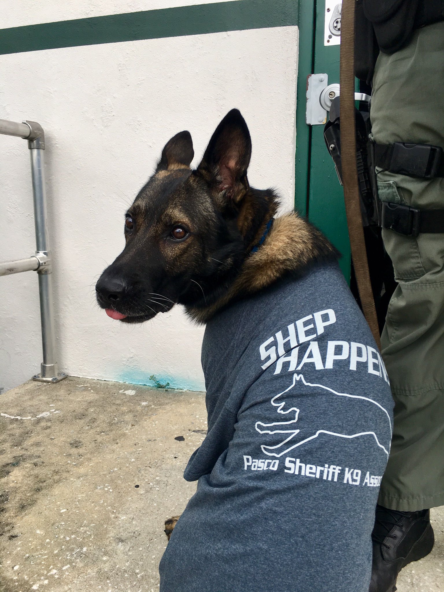 grey abyssinian guinea pig