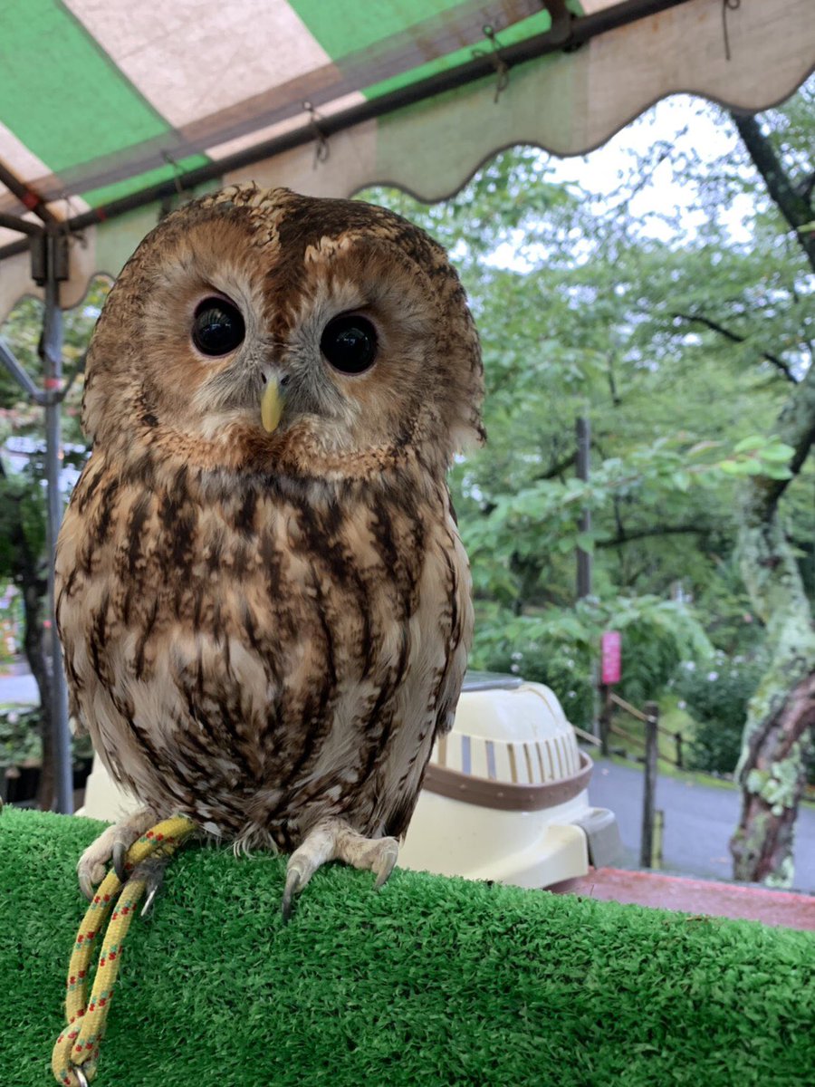 岩手の温泉 花巻温泉 公式 秋のバラまつり みんな来てねー 花巻温泉 秋のバラまつり バラまつり ふれあい移動動物園 Ricky ふくろうカフェricky 雨にも負けず イベント開催 中 Hanamakionsen Hanamakionsenrosegarden