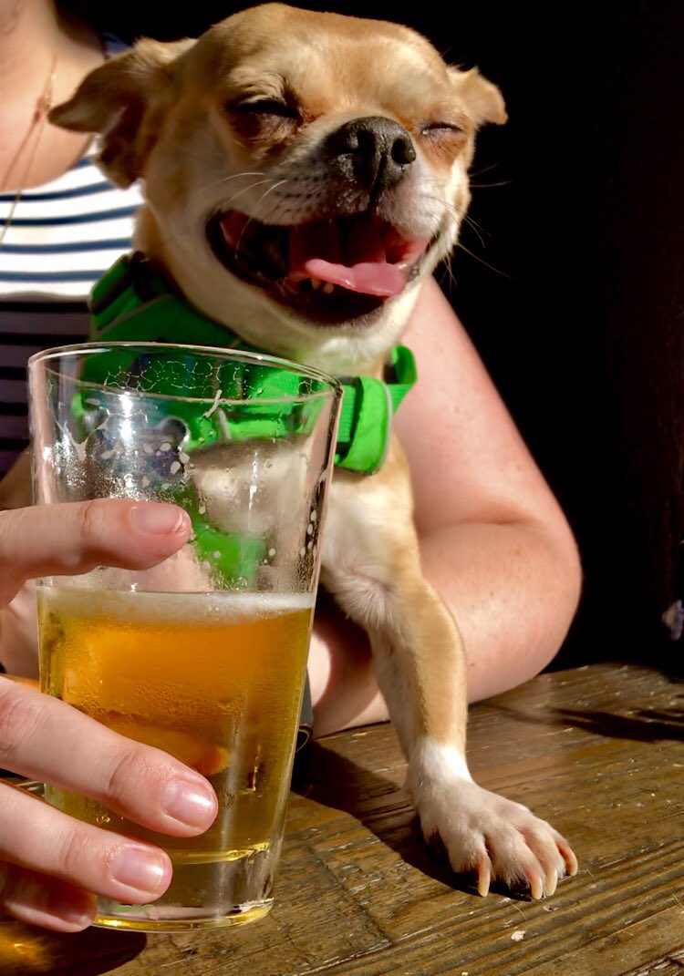 and you all thought he was so innocent.😏 #pugs