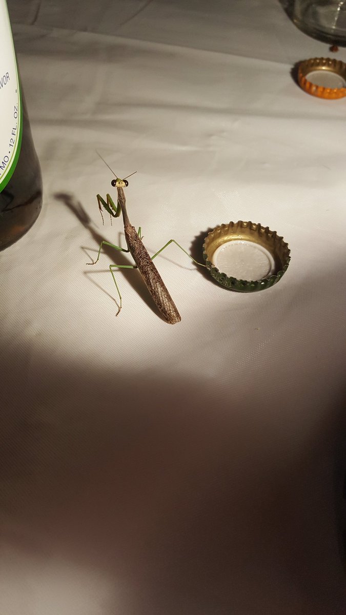 gdproject1's tweet photo. A snap shot of the praying mantis from last night. Not a bad picture. She was on the hunt.
.
.
.
#prayingmantis #gardenprotector #predatorspecies #picoftheday #offgrid #homesteading https://t.co/4FVmulqDln