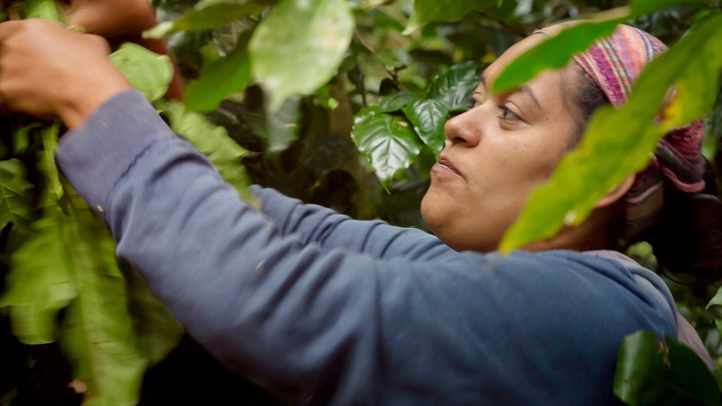 goodtripcoffee's tweet photo. #womencrushwednesdy to the badass Nicaraguan women who produce our organic coffee. Investing in women is investing in the community.

#wcw #womenempowerment #womenhelpingwomen #whoruntheworld #women #womenincoffee #equalitymatters #equitymatters #goodtripcoffee https://t.co/5nRoFIMGto