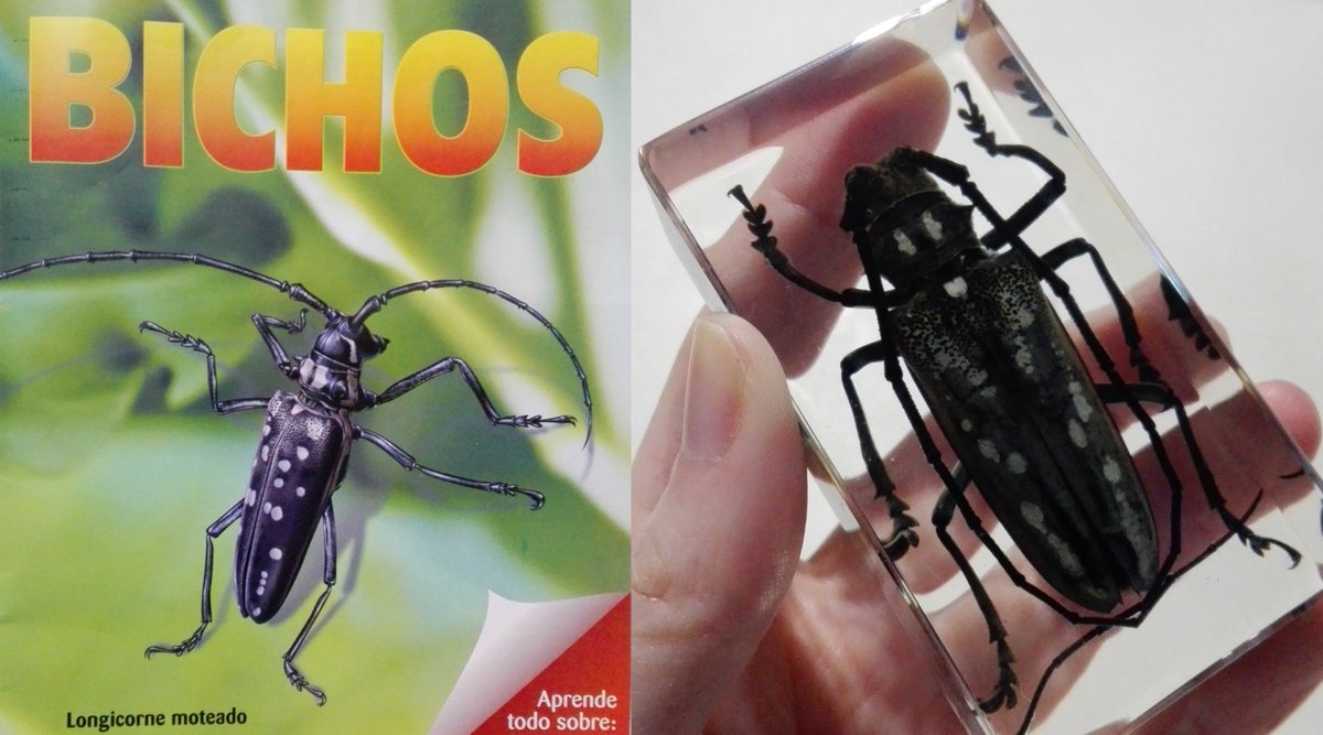 sailor_gamer's tweet photo. #Unboxing the #mottledlongicorn from @coleccionesLN´s #Bichos (#Bugs) #Collection
https://t.co/jalsr7rJvI
#insectphotography #macrophotography #macrophoto #natureshots #macro_experience #excellent_macros #majestic_macros #top_macro #igglobalclubmacro #picoftheday https://t.co/IaSy57nTJQ