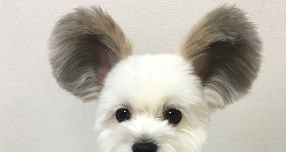 Good Neighbor Vet tweet media