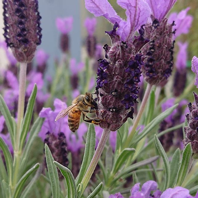 beesofsuburbia's tweet photo. Lavender season #foragerbee #melbournebees #bees https://t.co/kItp6lAKFM https://t.co/GotTZeOQQO