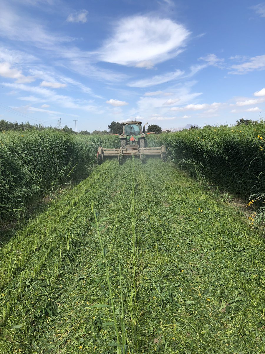parkorganics's tweet photo. Summer cover crop being incorporated! #organic #covercrops #healthysoil #sunhemp https://t.co/vZZoRryqaP
