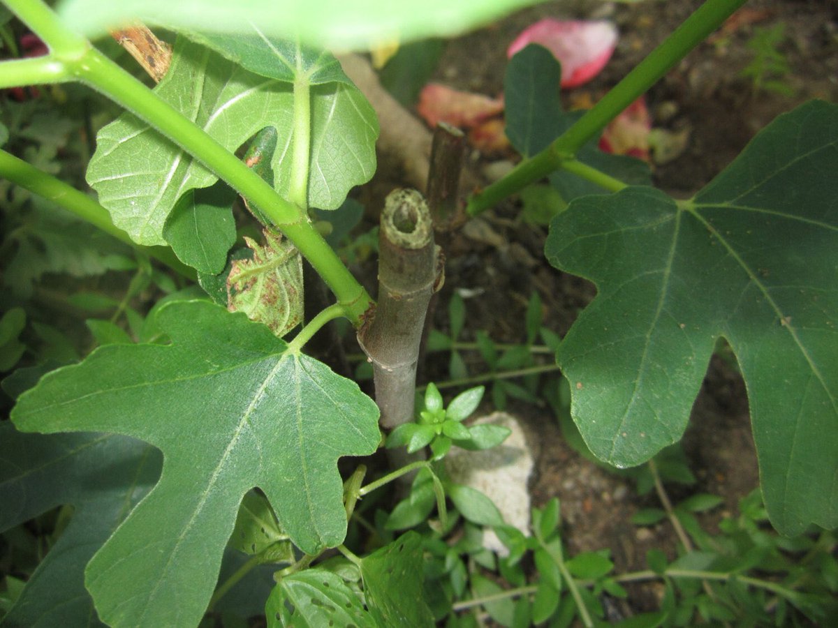 irinab36_irina's tweet photo. Excited to share the latest addition to my #etsy shop: 30%OFF, #Hardy #Everbearing Fig, garden plant, 1 rooted #Fig plant, Seedling plant #supplies #gardening #figplant #1rootedfigplant #rootplant #seedlingplant #gardenplant https://t.co/XWCoJb8Cs6 https://t.co/EIbMBCRzZQ
