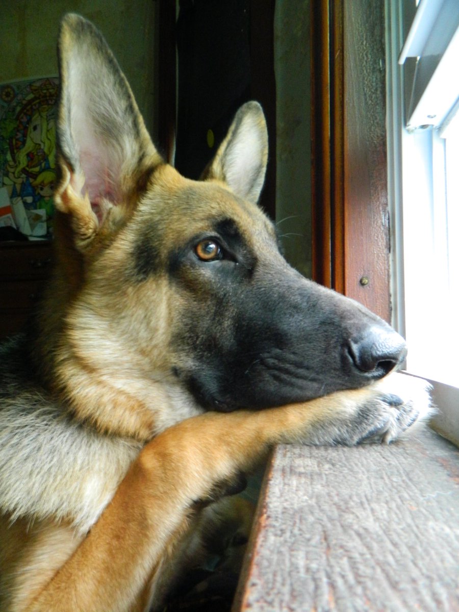 RedRum1325's tweet photo. #GermanShepherd My Opie!!!! What a mug @RamboDonkeyKong I might need to get another and name him Beta!!! https://t.co/bttJLOmjd1