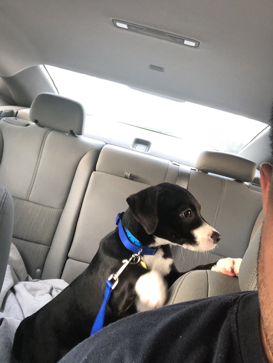 baramatthew's tweet photo. So after a long day of looking we were able to adopt “Potato” from the Animal Defense League... meet the newest member of the Bara family ❤️😍🐶 (we’re gonna need help with names cuz mom said potato is not gonna fly) https://t.co/O01dKRIr6G