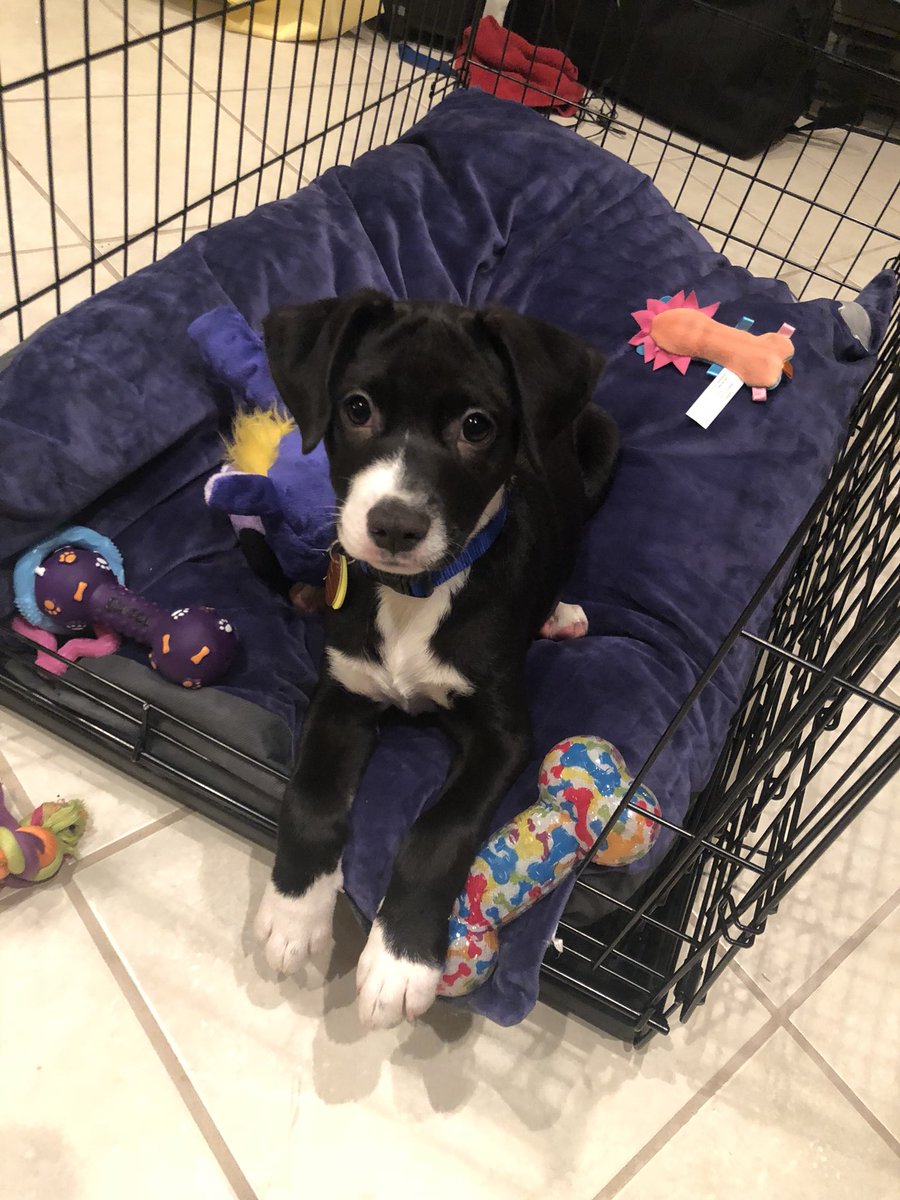 baramatthew's tweet photo. So after a long day of looking we were able to adopt “Potato” from the Animal Defense League... meet the newest member of the Bara family ❤️😍🐶 (we’re gonna need help with names cuz mom said potato is not gonna fly) https://t.co/O01dKRIr6G