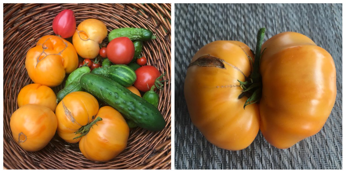 End of September harvest from our Dripio garden🍅🥒 To learn about smart garden watering technology we are developing visit us at dripio.com💦
#dripirrigationsystem #dripirrigation #smartwatering #smartgarden #smarthome #smarttechnology #garden #gardening #gyo #pdx