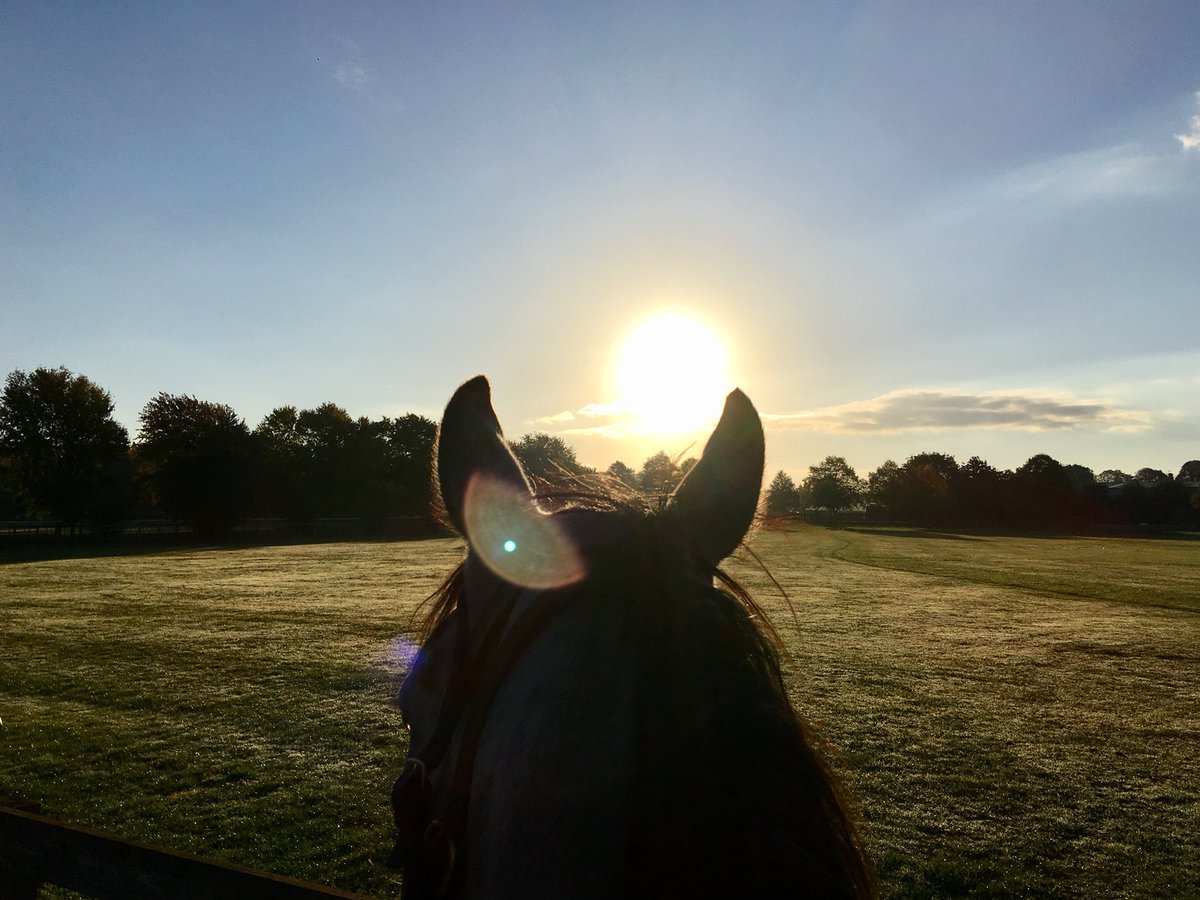 JohnWathenBerry's tweet photo. Chilly start to the morning @NewmarketGallop but shaping up as another beautiful day #Gus #WhiteValiant https://t.co/vfkM9O6Ykz