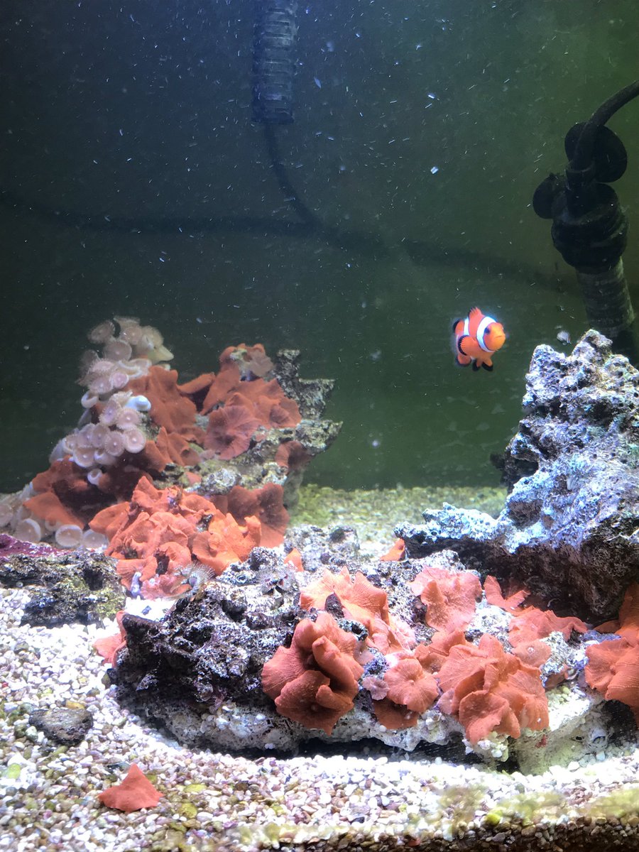 ミルミル 海水魚 アワビヤドカリ水槽にようやくカクレクマノミ導入しました 前のやつは6年飼育でしたが それ以上に育てたい 5月の時の水槽と見比べて思った ディスク増え過ぎじゃね