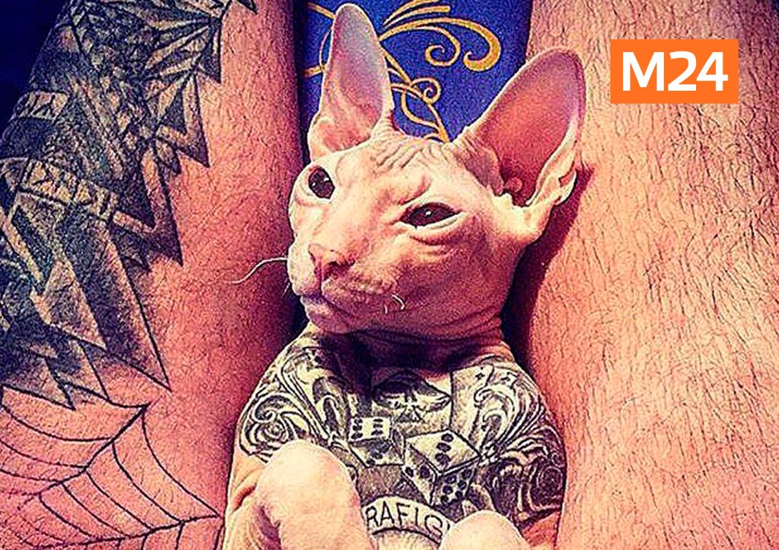 Лысая кошка сфинкс. Татуированный кот сфинкс. Сфинкс в татуировках. Сфинкс в татуировках. Кот лысый сфинкс татуированный.