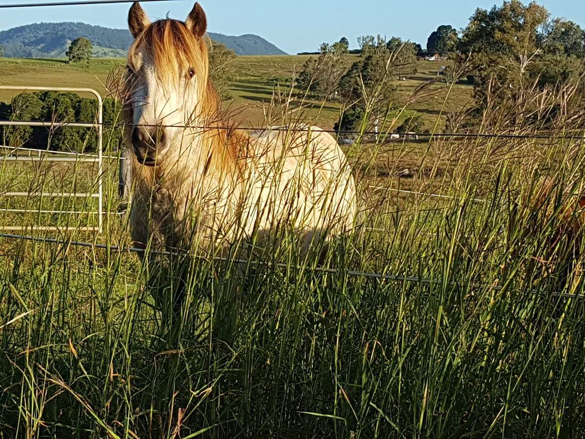 IBAIPshow's tweet photo. With the winnings from #AliCon2018 #auction #LuckyKnight donated $60 to #HopeReins. For 9 years they've been rescuing horses from all kinds of situations & invite people who've had struggles in their lives to come help nurse them back to health /) https://t.co/5hqKyFJb83 #Charity https://t.co/8LgCNT1azb