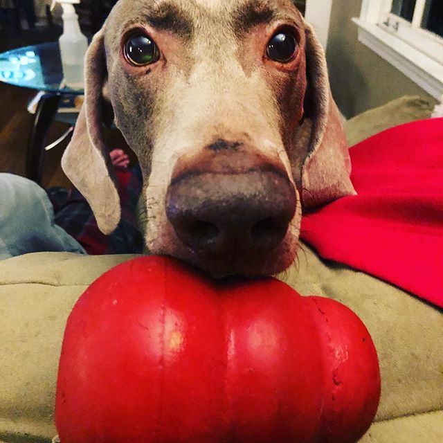 KellyDouglas's tweet image. You play dis? #toy #hitchdidit #prizedposession #kong ift.tt/2xZ5KkL