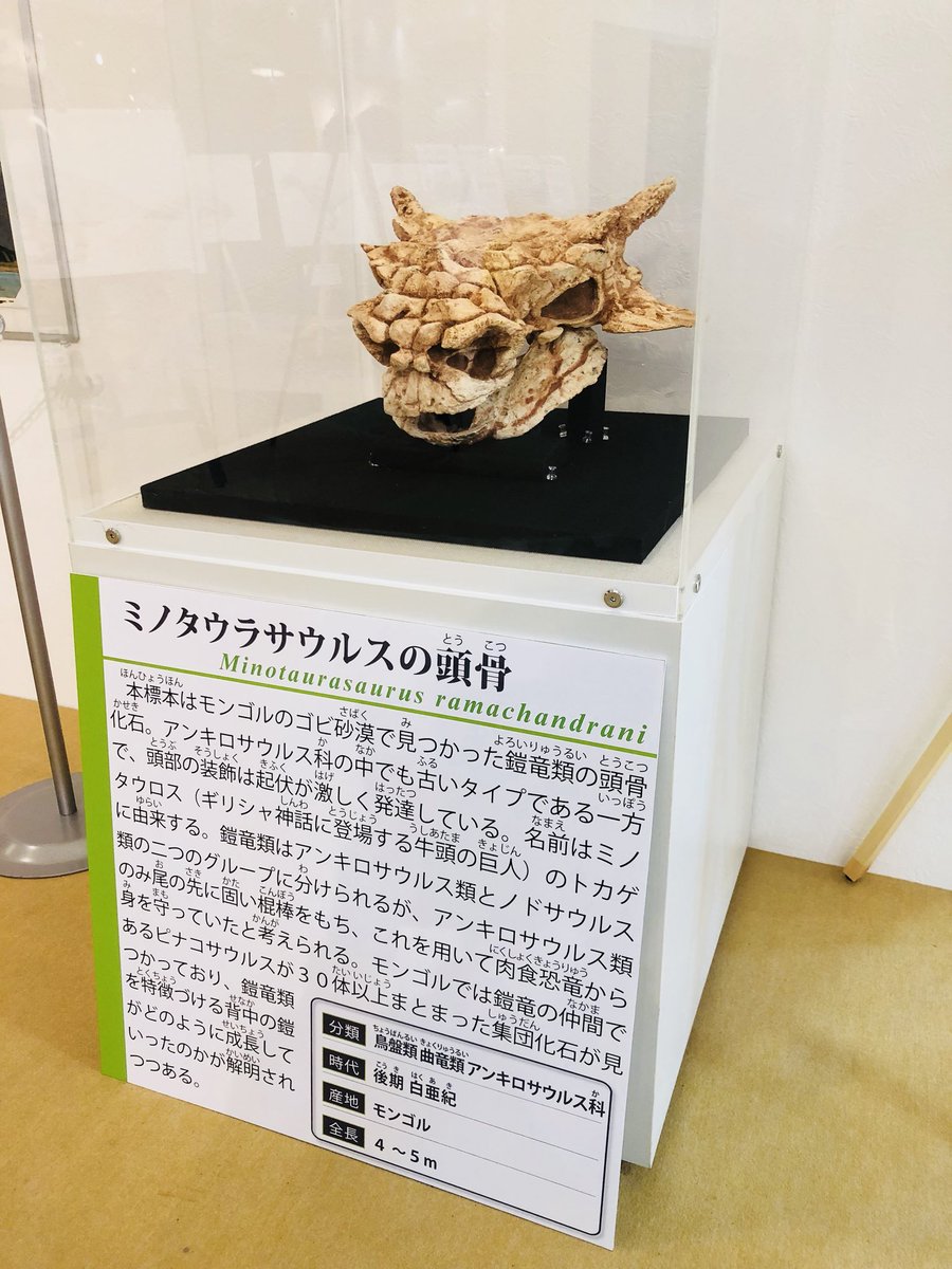岐阜県博物館 Sur Twitter ミノタウラサウルス 現在展示中です 名前の通りミノタウルス という感じ 頭重そうです ちなみに鎧竜の頭では鼻気道が曲がりくねっております キャラクター化には失敗しましたので 是非 イラストレーターによる復元画が望ましいところ