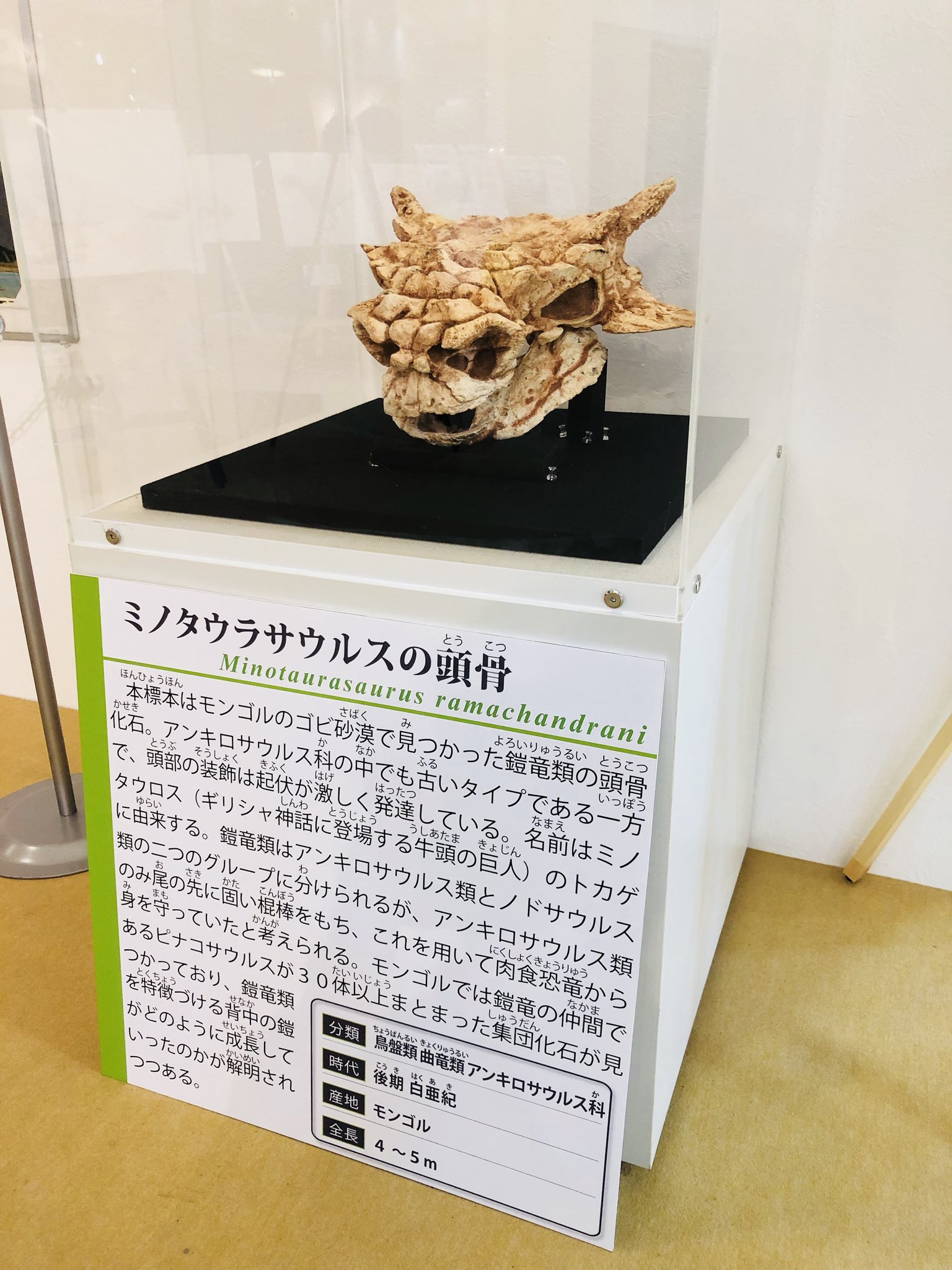 岐阜県博物館 公式 ミノタウラサウルス 現在展示中です 名前の通りミノタウルス という感じ 頭重そうです ちなみに鎧竜の頭では鼻気道が曲がりくねっております キャラクター化には失敗しましたので 是非 イラストレーターによる復元画が望ましい