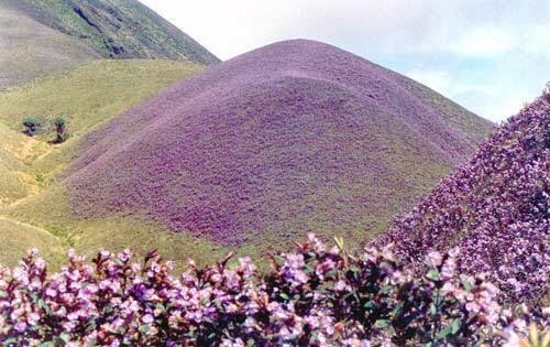 Come see the miracle of Munnar-Neelakurinji in full bloom, which flowers once in 12years . Hon.PM <a href="/narendramodi/">Narendra Modi</a> had spoken about it in his Independence Day speech at Redfort <a href="/incredibleindia/">Incredible!ndia</a> . Support Kerala tourism <a href="/KeralaTourism/">Kerala Tourism</a>